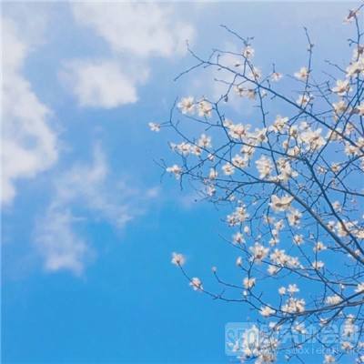 梭哈游戏下载下载手机版