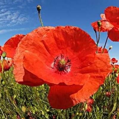 雅博app官网下载