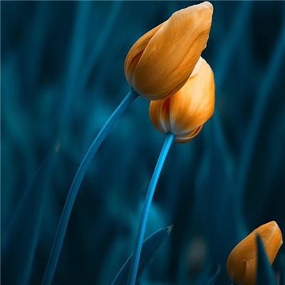 博雅.体育app手机版下载手机app下载